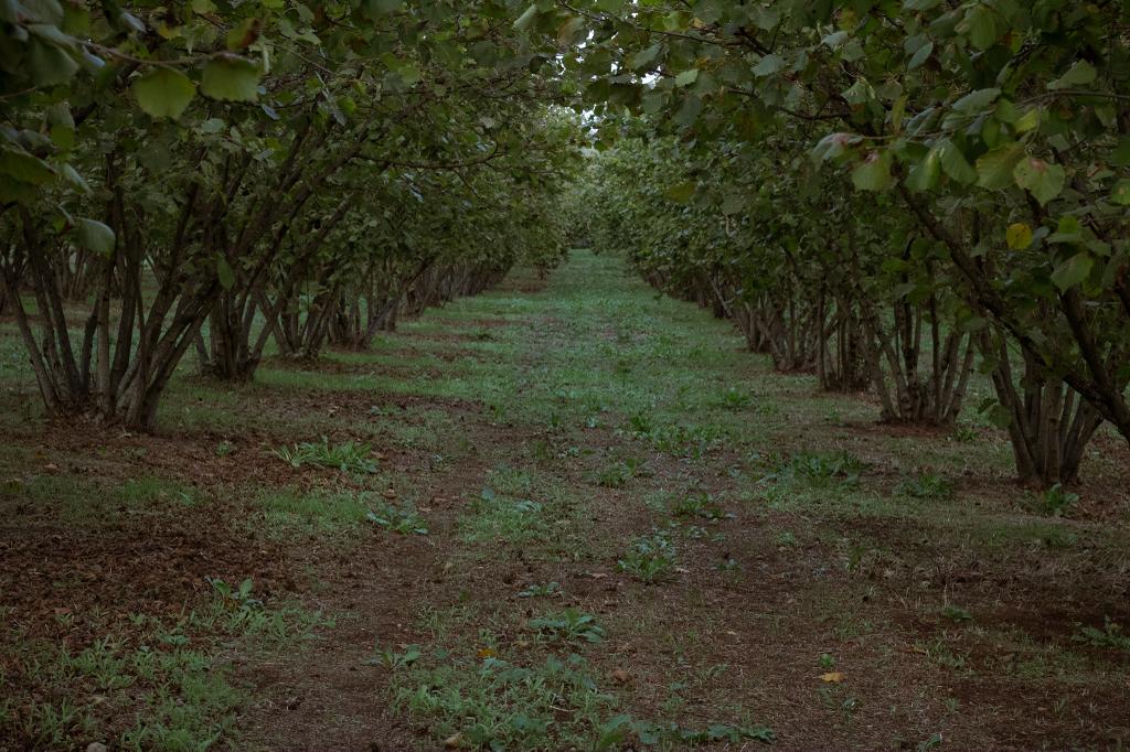 Castagneto Vallerano - Azienda Agricola Serangeli