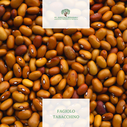 fagiolo tabacchino