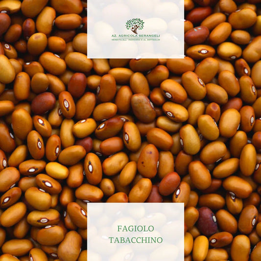 fagiolo tabacchino